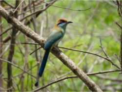 Russet-crowned Motmot
